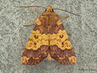  73.180 Barred Sallow Copyright Martin Evans  