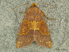  73.180 Barred Sallow Copyright Martin Evans 