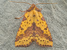  73.181 Pink-barred Sallow Copyright Martin Evans 