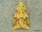  73.182 Sallow Copyright Martin Evans