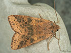  73.183 Dusky-lemon Sallow Copyright Martin Evans 