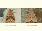  73.183 Dusky-lemon Sallow and Pale-lemon Sallow Copyright Martin Evans 