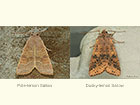  73.184 Pale-lemon Sallow and  Dusky-lemon Sallow Copyright Martin Evans 