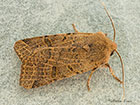 73.186 Beaded Chestnut Copyright Martin Evans  