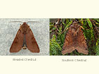 73.186 Beaded Chestnut and Southern Chestnut Copyright Martin Evans 
