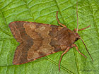  73.188 Flounced Chestnut Copyright Martin Evans 