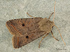  73.189 Red-line Quaker red form Copyright Martin Evans 