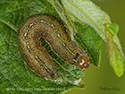  73.189 Red-line Quaker 16mm from spun Salix cinerea shoot Copyright Martin Evans 