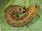  73.189 Red-line Quaker 16mm moulting larva from Salix cinerea shoot Copyright Martin Evans 