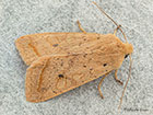  73.190 Yellow-line Quaker Copyright Martin Evans 