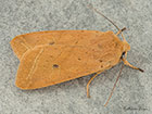  73.190 Yellow-line Quaker Copyright Martin Evans 