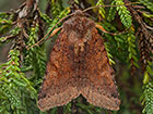  73.191 Southern Chestnut Copyright Martin Evans 