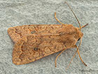  73.192 Brick Copyright Martin Evans 