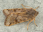  73.193 Lunar Underwing Copyright Martin Evans  