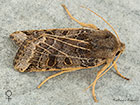 73.193 Lunar Underwing female Copyright Martin Evans 