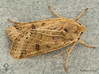  73.193 Lunar Underwing female Copyright Martin Evans 