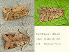  73.193 Lunar Underwing, Beaded Chestnut and Brown-spot Pinion Copyright Martin Evans 