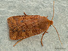  73.194 Chestnut Copyright Martin Evans  