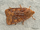  73.194 Chestnut Copyright Martin Evans 