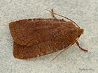  73.194 Chestnut Copyright Martin Evans 