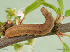  73.195 Dark Chestnut larva 20mm Copyright Martin Evans 