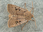  73.196 Black-spotted Chestnut Copyright Martin Evans 