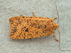 73.197 Dotted Chestnut Copyright Martin Evans 