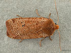  73.198 Red-headed Chestnut Copyright Martin Evans 