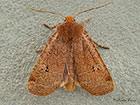  73.198 Red-headed Chestnut Copyright Martin Evans 