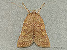  73.199 Orange Upperwing Copyright Martin Evans 