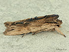 73.200 Tawny Pinion Copyright Martin Evans  