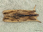  73.200 Tawny Pinion Copyright Martin Evans 