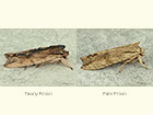  73.200 Tawny Pinion and Pale Pinion Copyright Martin Evans 