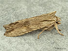  73.201 Pale Pinion Copyright Martin Evans  