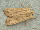  73.201 Pale Pinion Copyright Martin Evans 