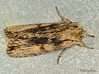  73.201 Pale Pinion dark form Copyright Martin Evans 