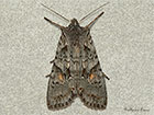  73.203 Conformist Copyright Martin Evans 