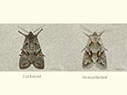  73.203 Conformist and Nonconformist Copyright Martin Evans 