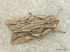  73.206 Blairs Shoulder-knot Copyright Martin Evans  