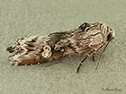 73.207 Golden-rod Brindle Copyright Martin Evans 