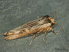  73.208 Sword-grass Copyright Martin Evans 