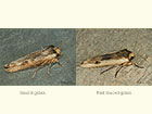  73.208 Sword-grass and Red Sword-grass Copyright Martin Evans 