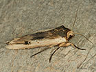  73.209 Red Sword-grass Copyright Martin Evans 