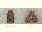  73.212 Double Kidney and Olive Copyright Martin Evans 