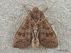  73.213 Olive Copyright Martin Evans 
