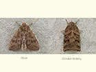  73.213 Olive and Double Kidney Copyright Martin Evans 