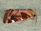  73.214 White-spotted Pinion Copyright Martin Evans 