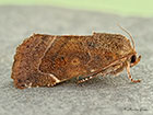  73.215 Lesser-spotted Pinion Copyright Martin Evans 