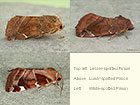  73.215 Lesser-spotted Pinion, Lunar-spotted Pinion and White-spotted Pinion Copyright Martin Evans 