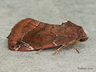  73.217 Lunar-spotted Pinion Copyright Martin Evans 